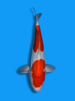 Doitsu Nidan Kohaku | Koi&Co.